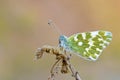 Pontia edusa , The Eastern bath white butterfly Royalty Free Stock Photo