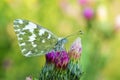 Pontia edusa , The Eastern bath white butterfly on flower