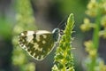 The Eastern bath white butterfly or Pontia edusa Royalty Free Stock Photo