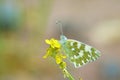 Pontia edusa , The Eastern bath white butterfly