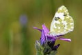 Pontia edusa , The Eastern bath white butterfly