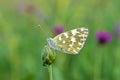 Pontia edusa , The Eastern bath white butterfly on flower bud