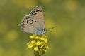 The Hyrcanian Hairstreak butterfly or Satyrium hyrcanica