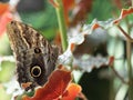 Close Up of a Ventral View of a Tawny Owl Butterfly Perched on a Leaf