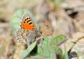 Tomares callimachus, the Caucasian vernal copper butterfly , butterflies of Iran