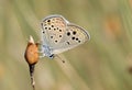 Turanana endymion , The odd-spot blue or Anatolian odd-spot blue butterfly , butterflies of Iran Royalty Free Stock Photo