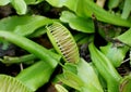 Close up of Venus flytrap, a carnivorous plant Royalty Free Stock Photo