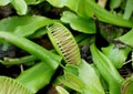Close up of Venus flytrap, a carnivorous plant