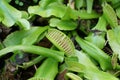 Close up of Venus flytrap, a carnivorous plant