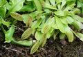 Close up of Venus flytrap, a carnivorous plant