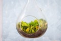 Close up of Venus flytrap, Dionaea muscipula growing in glass terrarium in front of window Royalty Free Stock Photo