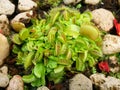 Close up of the Venus flytrap