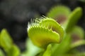 Close-up of Venus flytrap in garden bed Royalty Free Stock Photo