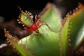 close-up of venus flytrap snapping shut on fly