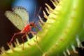 close-up of venus flytrap snapping shut on a fly