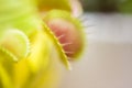 Close-up of a Venus flytrap trap out of focus blurred Royalty Free Stock Photo