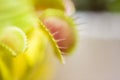 Close-up of a Venus flytrap trap out of focus blurred