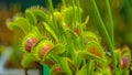 CLOSE UP: Venus flytrap tries to catch its prey by extending its sensitive traps
