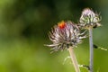 Close up of Venus Thistle Cirsium occidentale var. venustum about to bloom, Pinnacles National Park, California