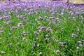 Verbena officinalis flower field or Purpletop vervain blooming in graden natural background Royalty Free Stock Photo