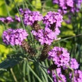 Close-up of Verbena rigida flowers Royalty Free Stock Photo