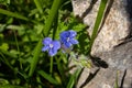 Close up of Veronica Chamadris - blue flowers in spring. Floral background. Veronica Alpine Veronica fruticans . Wild flower