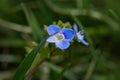 Close up of Veronica Chamadris - blue flowers in spring. Royalty Free Stock Photo