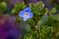 Close up of Veronica Chamadris - blue flowers in spring. Royalty Free Stock Photo