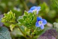 Close up of Veronica Chamadris - blue flowers in spring. Royalty Free Stock Photo