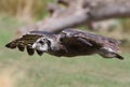 Close up of a Verreaux`s Eagle Owl in flight Royalty Free Stock Photo