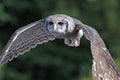 Close up of a Verreaux`s Eagle Owl in flight Royalty Free Stock Photo