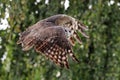 Verreaux`s Eagle Owl in flight Royalty Free Stock Photo