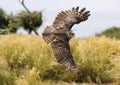 Close up of a Verreaux`s Eagle Owl