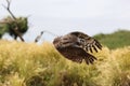 Close up of an Verreaux`s Eagle Owl