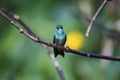 Close-up of a Versicolored emerald, Folha Seca, Brazil