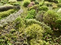 Close up of vertical garden by Patrick Blanc in Madrid. Royalty Free Stock Photo