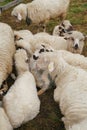 Close-up vertical image of a flock of sheep basking on the grass. the concept of responsible animal husbandry