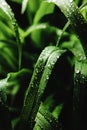 Close-up vertical image of green grss after rain, elytrigia. Royalty Free Stock Photo