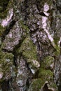 Close-up vertical image of textured, lichen and moss-covered bark of birch tree.