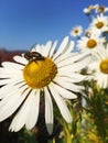 Close up vertical image of white camomile with long petals and honey bee on flower, other camomiles not in focus on blue sky backg Royalty Free Stock Photo