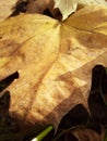 Close-up vertical photograph of a fragment of a yellow leaf that has fallen from a tree