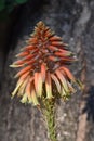 Close-up vertical picture of an Aloe Variegata flower. Royalty Free Stock Photo