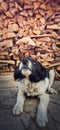 Close up vertical portrait of adorable black and white furry puppy looking up curious as laying down outdoors over a stack of logs