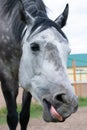 Close up vertical portrait of dappled horse looking at camera and showing tongue.Funny Royalty Free Stock Photo