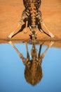 A close-up vertical portrait of a drinking giraffe Royalty Free Stock Photo