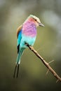 A close up vertical portrait of a striking, colourful and beautiful Lilac-Breasted Roller