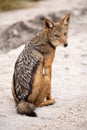 A close up vertical portrait of a wet black-backed jackal sitting on a sand road Royalty Free Stock Photo