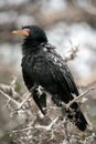 A close up vertical portrait of wet Cormorant bird Royalty Free Stock Photo