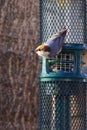 Close up vertical shot of Brown-headed nuthatch (Sitta pusilla) on a metal cast peanut feeder Royalty Free Stock Photo
