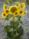 Close-up vertical shot of a bunch of sunflowers growing together
